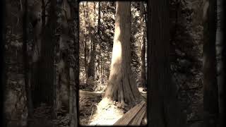 A Piper In The Forest Thewanderers-Notebook