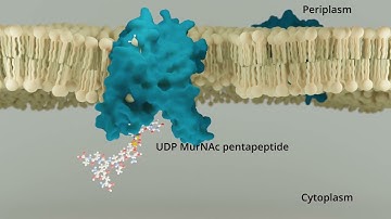 Synthesis of bacterial cell wall precursor Lipid I, catalyzed by MraY