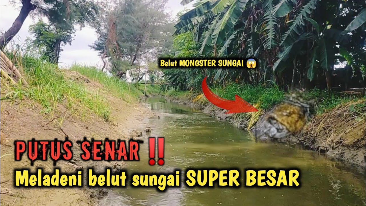 ED4N ‼️ BENAR-BENAR MANTAP TARIKAN BELUT BESAR DI SUNGAI