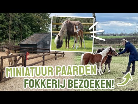 Video: Palomino paard