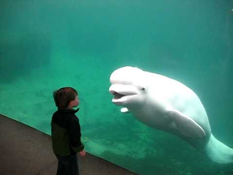Boy Meets Whale - YouTube