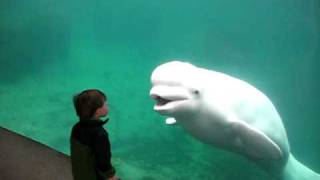 Boy Meets Whale