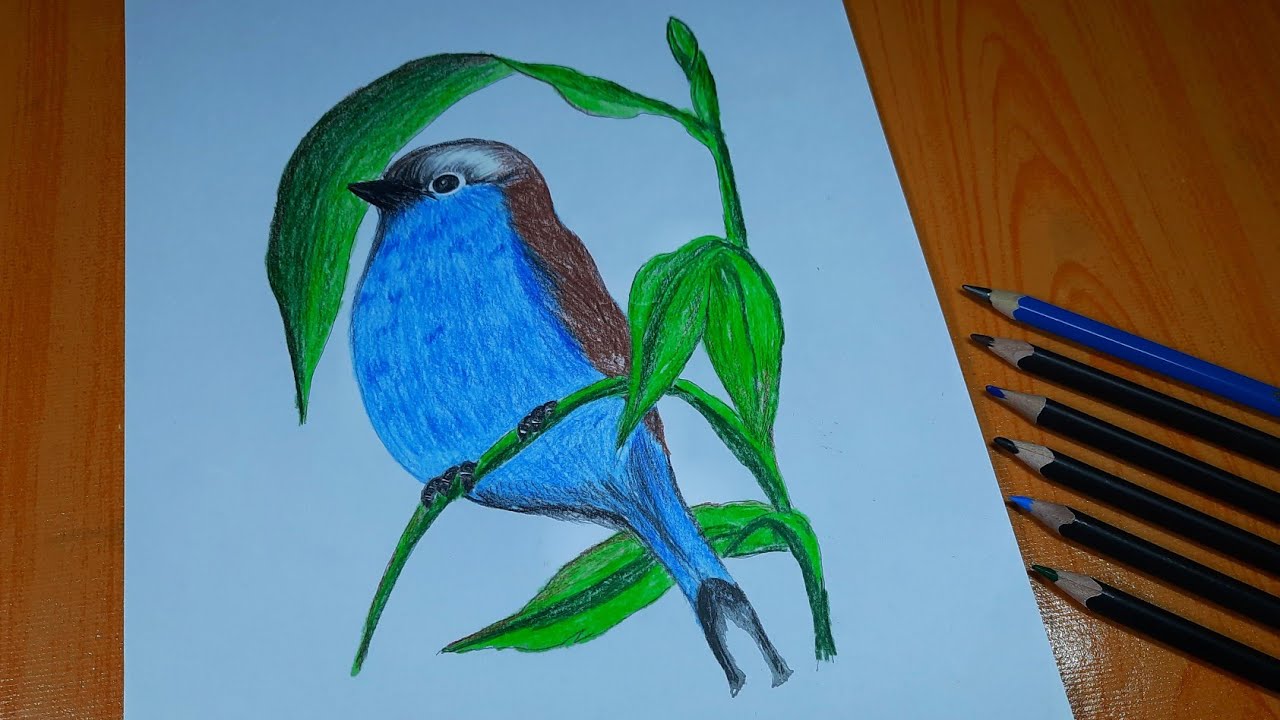 How to Draw a Bird with Colored Pencils // Sifat Drawing Academy # ...