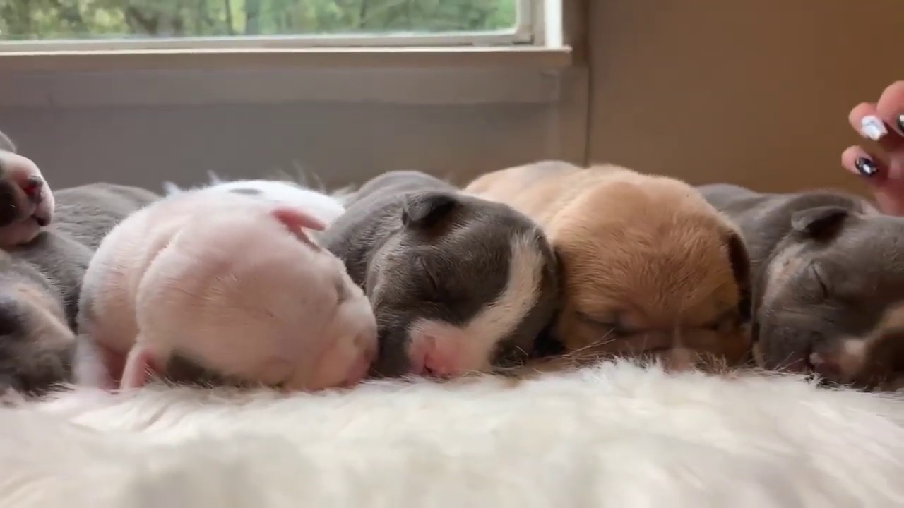 TRI COLOR POCKET BULLY PUPPIES | LOUIS V LINE’S VENOM X LUCY LUCIANA