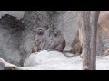 Cliques: Maszat, Dezső &amp; Banya (Budapest Zoo, Hamadryas Baboon)