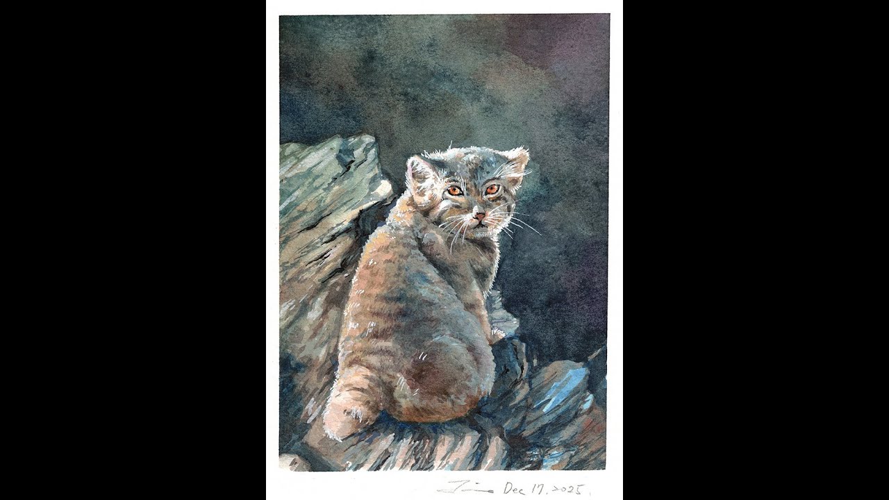 Pallas's cat full video