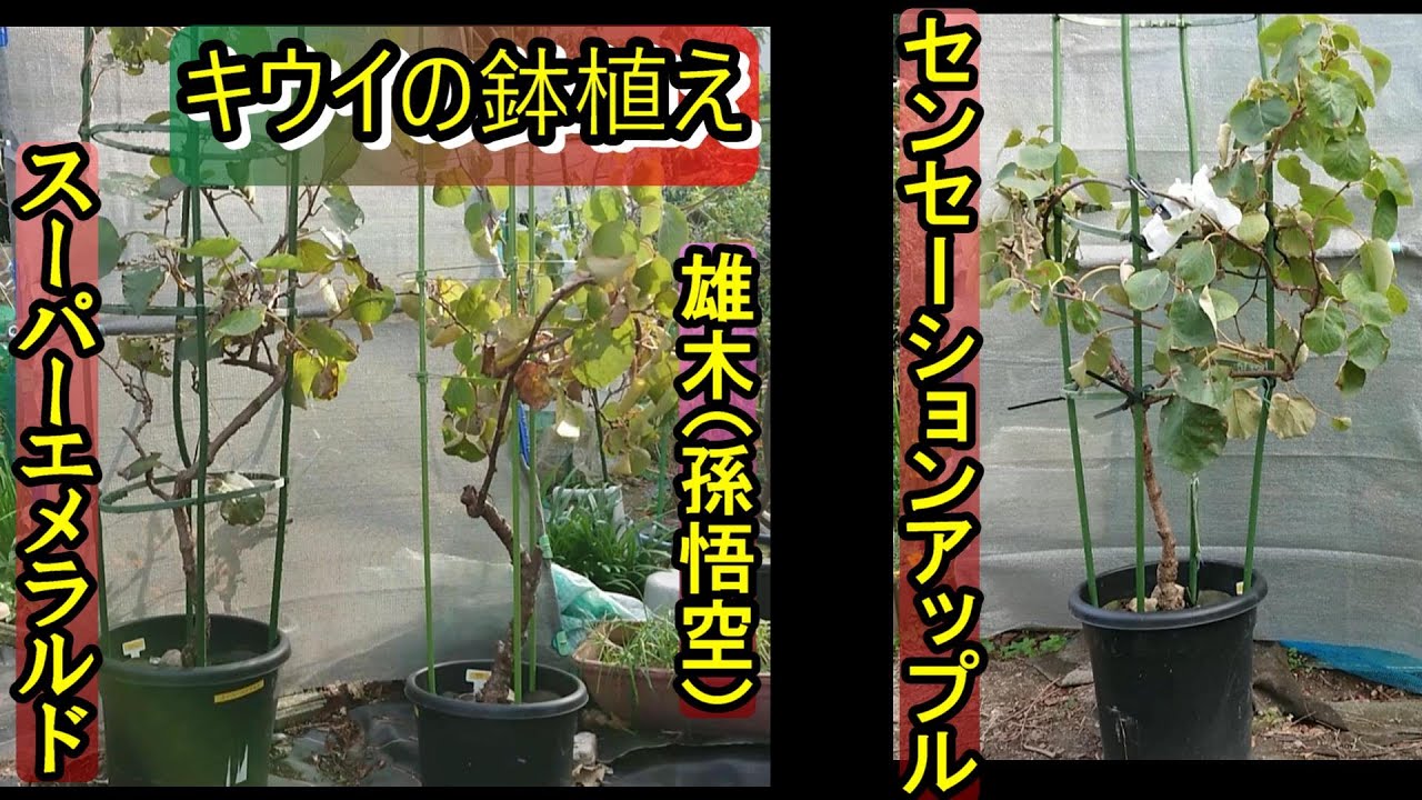 キウイ 鉢植え栽培 アップル スーパーエメラルド レインボーレッドを買って食べてみた Youtube