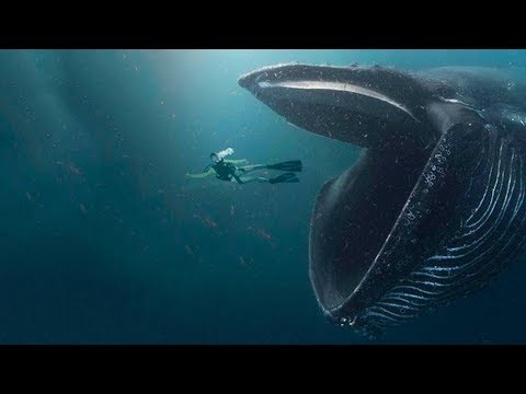 რა მოუვა ადამიანს თუ მას ვეშაპი გადაყლაპავს ?