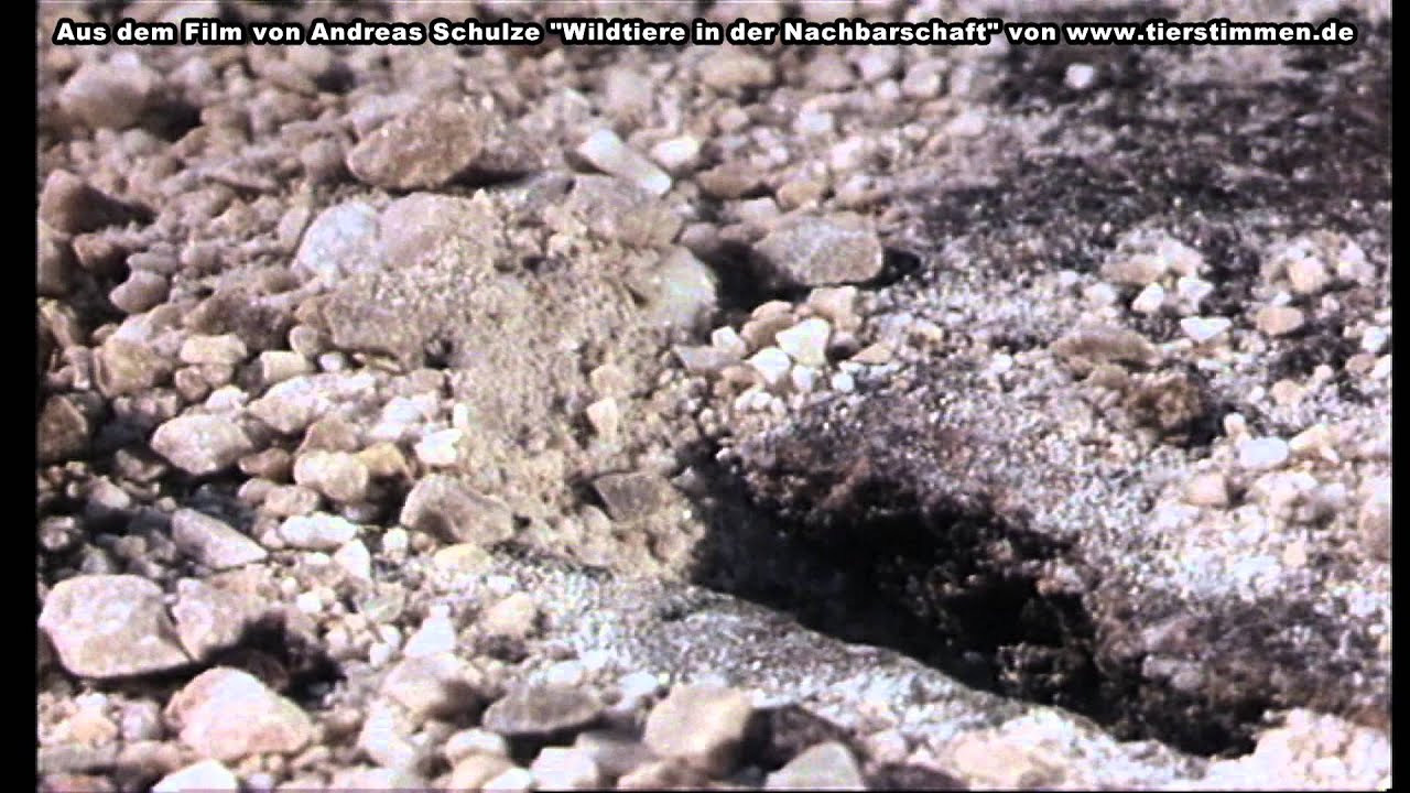 Bienenwolf, ein blitzschneller Angreifer