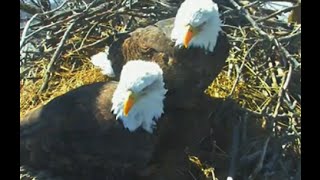 MN Bound Eagles  2-24-15  Cam Goes Live For 2015 Season