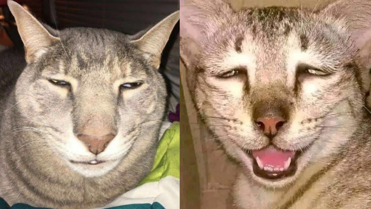 😭💖 These CAT MOMENTS Will Make You Say 