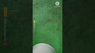 Untitled video