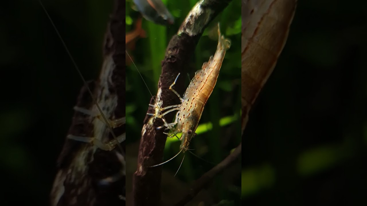 Amano Shrimp Slow motion 