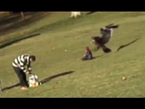 Golden eagle snatches child: Amazing video or elaborate fake? - Truthloader