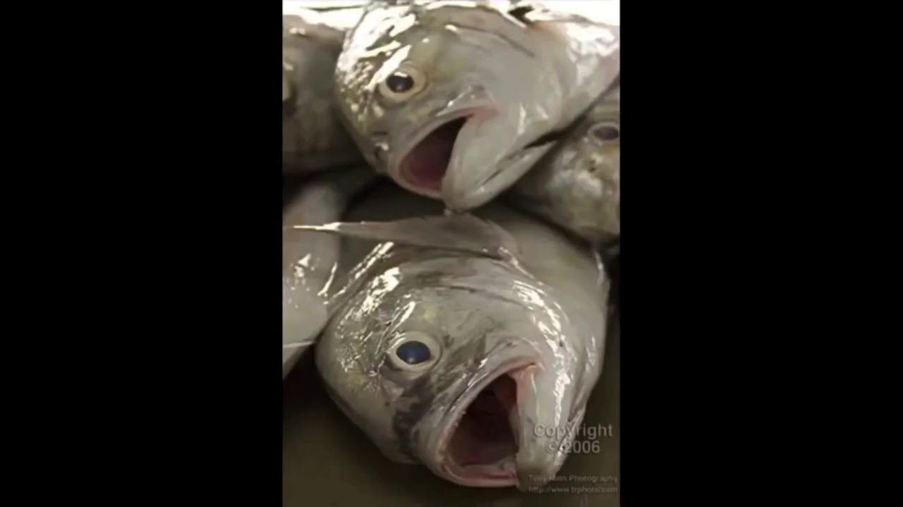 Weird loop of fish heads YouTube