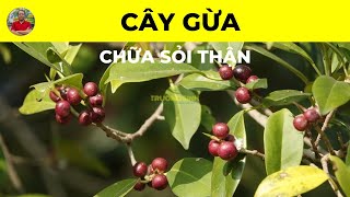 Cây Gừa có tác dụng chữa trị bệnh gì | Chữa Sỏi Thận