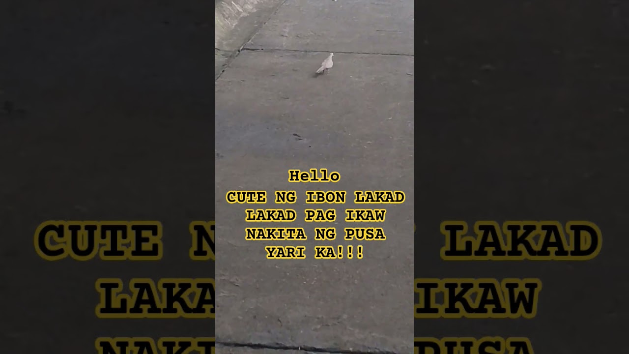 BIRD #animals #funny #shorts