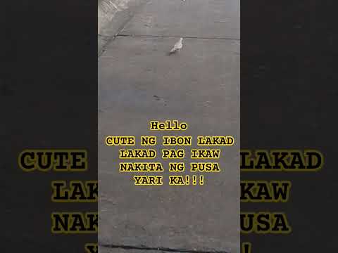 BIRD #animals #funny #shorts