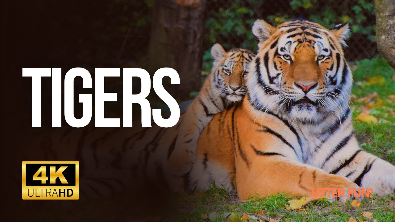 Tiger 4k Video | Unleashing the Power of Tiger in Action | 4K Wildlife ...