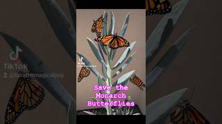 Help Save the Monarch Butterflies with these simple steps 🦋
