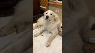 Lily リリー #greatpyrenees #todaysrunrun #グレートピレニーズ #今日のルンルン
