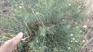 Harmal Peganum Harmala Wild Rue Syrian Rue African Rue Esfand Or Espand Harmel Habitus Stems Flowers