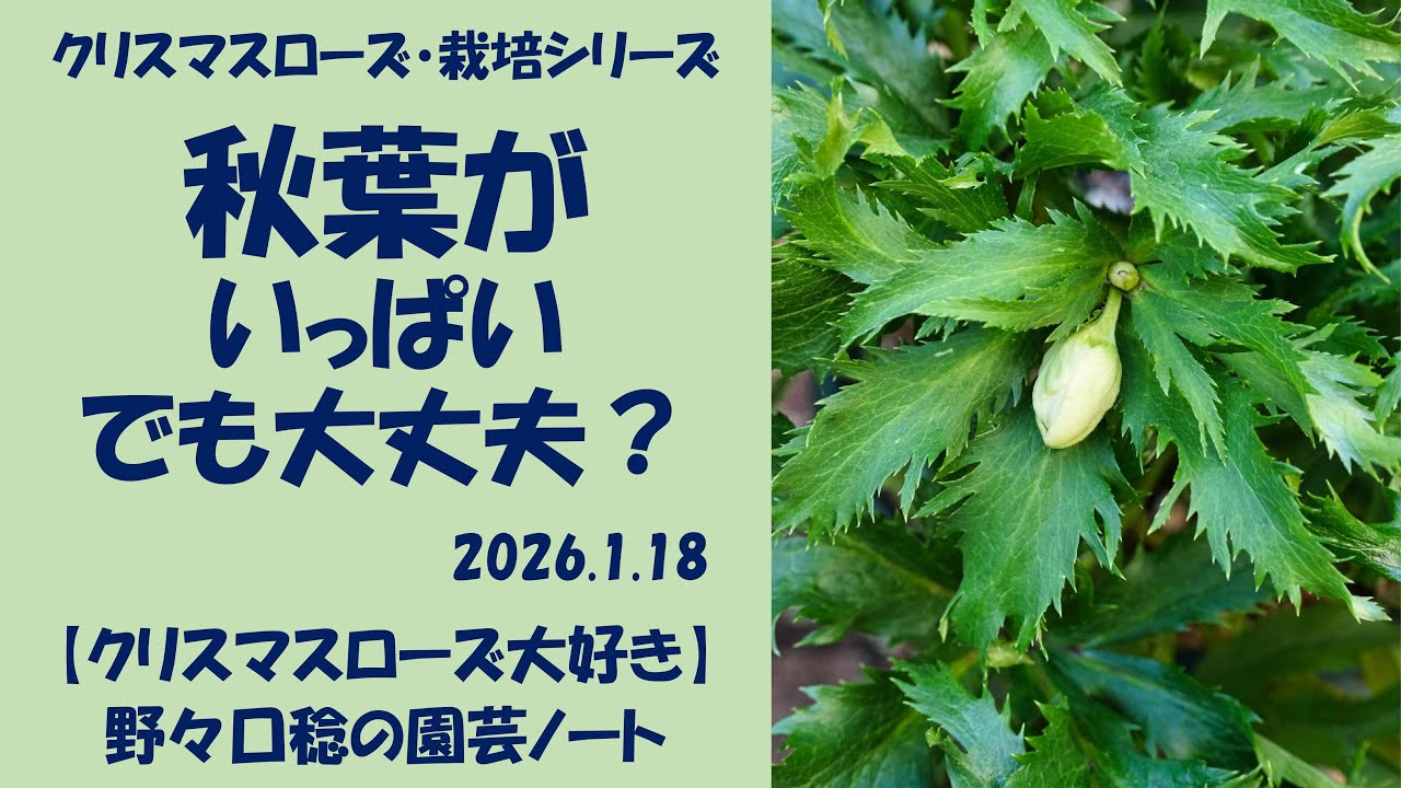 2026.1.18 秋葉がいっぱい でも大丈夫？