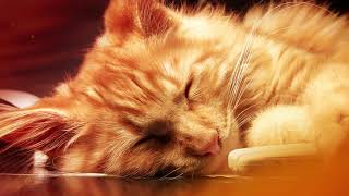 Soothing music for Cat and Kitten 🐱💤 (with Cat purring sounds) - Music for Cats - 1 HOUR screenshot 4