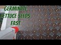 Hydroponics Lettuce Tips - How To Germinate Your Lettuce Properly