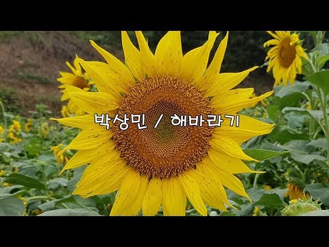 박상민 해바라기 