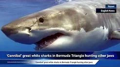 'Cannibal' great white sharks in Bermuda Triangle hunting other jaws thumbnail