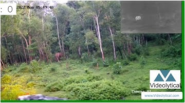 Videolytical Elephant Intrusion detection Software