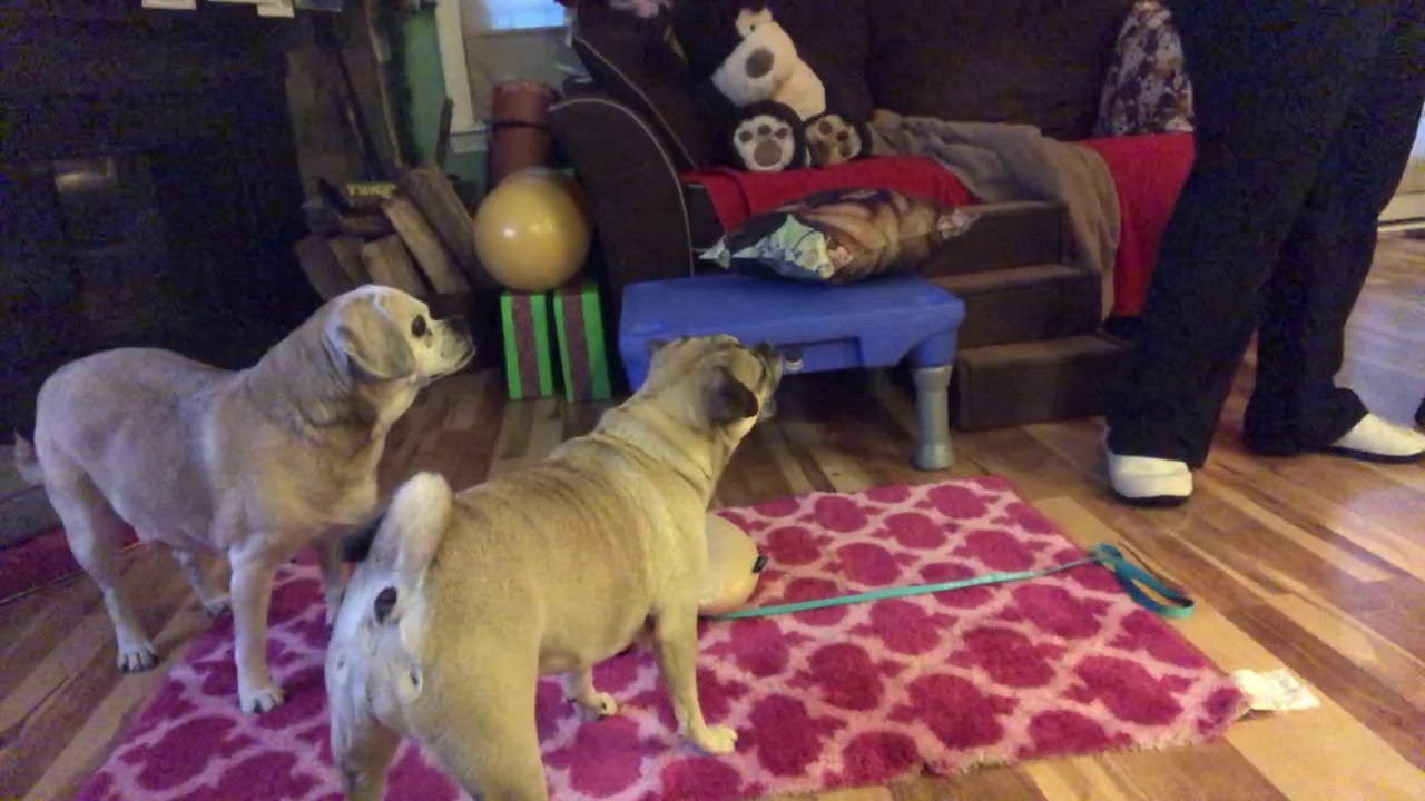 Puggle Skateboard 101