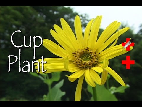 Cup Plant: Medicinal
