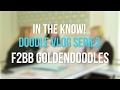 In The Know - F2BB Goldendoodles