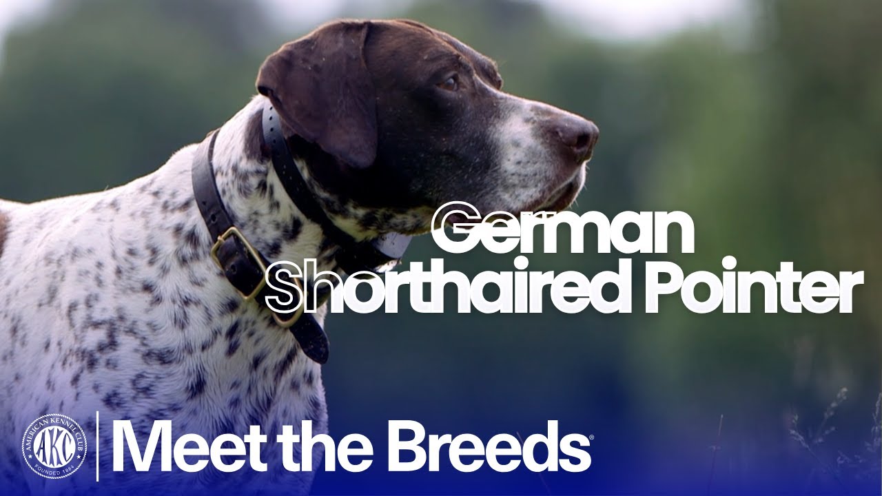 Чем немецкий короткошёрстный пойнтер отличается от других собак | AKC: Знакомство с породами