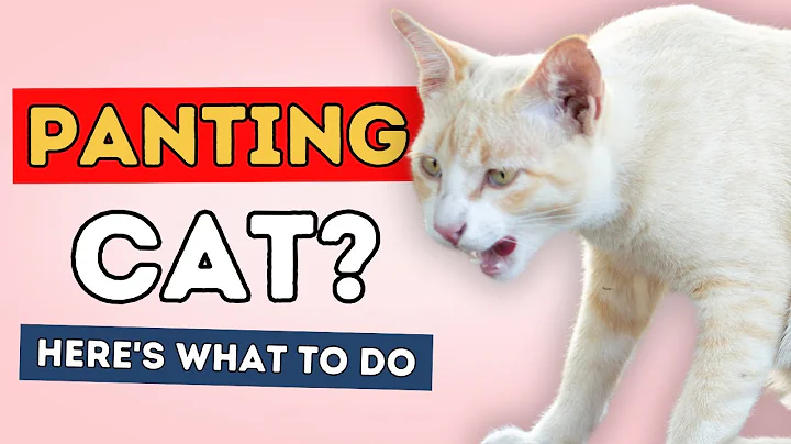 Panting Cat? Here's What To Do - DayDayNews