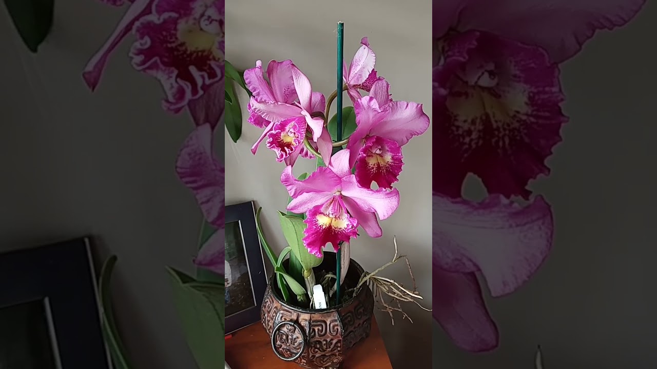 beautiful pink hsinying doll orchid bloom