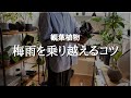 【植え替えや剪定をしてもいいのかも解説】カビや根腐れさせず梅雨を乗り越える5つの気をつけたいこと | 枯らさない育て方 | 害虫予防