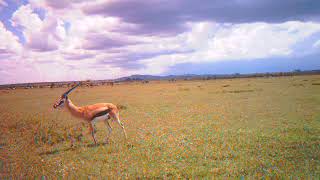Male Thomson&#39;s gazelle pursues a female