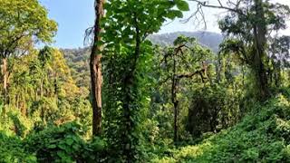 Hiking Bwindi Impenetrable Forrest looking for Mountain Gorillas Uganda Africa Insta360