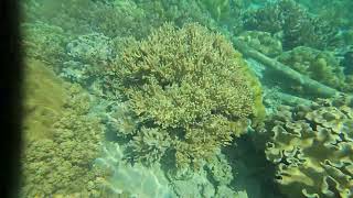 Beautiful Corals and fish at Eagle’s Nest Beach Resort Samal Island Philippines