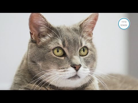 Video: Zorgen Voor Oudere Katten - Omgaan Met Gezondheidsproblemen Bij Oudere Katten