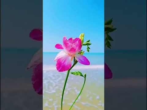 🌺...nature flowers and place 2022 4k whatsaap satuts full-screen #natural #shorts #flowers ✨❤ #love