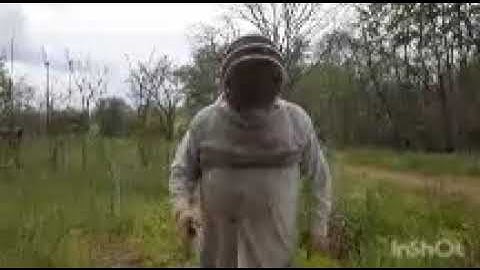 how I split a comfort hive