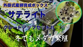 【真冬のメダカ室内繁殖１】冬でもサテライトでちょっとだけメダカ稚魚を育てたい