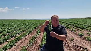 Taking a potato petiole sample
