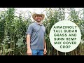 Amazingly Tall Sudan Grass & Sunn Hemp Mix Cover Crop