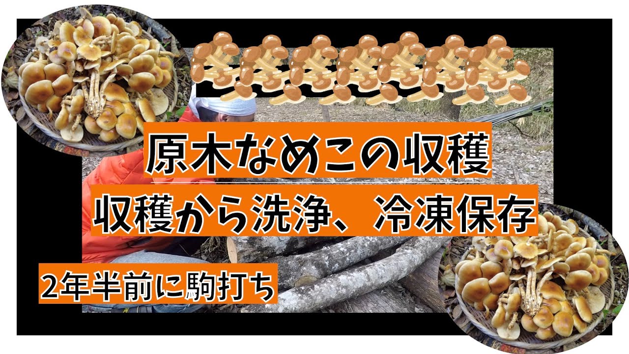 駒うちから2年半、原木なめこの収穫