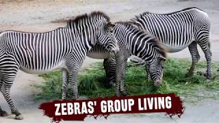 What are Zebra Harems? Animal Communication and Group Living in the Wild by Animal facts by Datacube 3,458 views 5 years ago 1 minute, 39 seconds